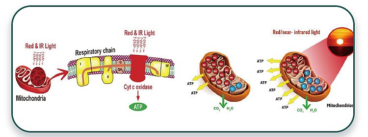 Pain Relief Application